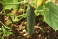 Cucumber plant greenhouse, close-up Royalty Free Stock Photo