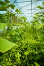 Cucumber plant in greenhouse. Pickle. Vegetable food