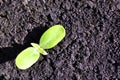 Cucumber plant growing in black earth, organic farming, close up first rounded leaves