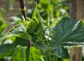 Cucumber plant growing in the garden