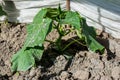 Cucumber plant growing in the glasshouse Royalty Free Stock Photo