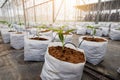 Cucumber plant growing in greenhouse Royalty Free Stock Photo