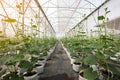 Cucumber plant growing in greenhouse with drip irrigation Royalty Free Stock Photo