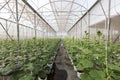 Cucumber plant growing in greenhouse with drip irrigation Royalty Free Stock Photo