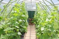 Cucumber plant growing in the greenhouse. Tied up plants