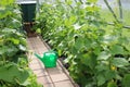 Cucumber plant growing in the greenhouse. Tied up plants