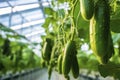 Cucumber plant is growing in vegetable green house on hydroponics, eco friendly business, greenhouse hydroponics. drip irrigation Royalty Free Stock Photo