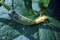 Cucumber plant growing, yellow flower and vegetable on green leaf Royalty Free Stock Photo