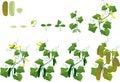 Cucumber plant growth cycle