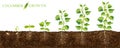 Cucumber plant growth stages from seed to flowering and ripening. illustration of cucumber feld and life cycle of healthy plants