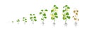 Cucumber plant. Growth stages. Vector illustration. Cucumis sativus. Ripening period. The life cycle of the cucumbers