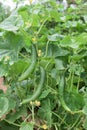 Cucumber plant ina vegetable garden Royalty Free Stock Photo