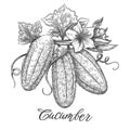 Cucumber plant retro engraving