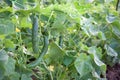 Cucumber plant Royalty Free Stock Photo