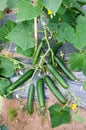 Cucumber plant with very prolific fruits Royalty Free Stock Photo