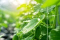 Cucumber Plant with Water Droplets in Greenhouse Royalty Free Stock Photo