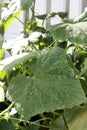 Cucumber plant water droplets on leaves Royalty Free Stock Photo