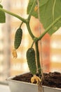 Cucumber plant with young fruits and yellow flowers in front of high-rise building. Home vegetable gardening with city landscape