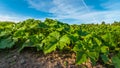 Cucumber plantation on an agricultural field Royalty Free Stock Photo