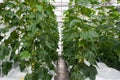 Cucumber plants