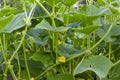 Cucumber plants chaos background