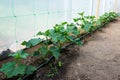 Cucumber plants and drip irrigation system in a greenhouse Royalty Free Stock Photo