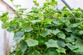 Cucumber plants Royalty Free Stock Photo