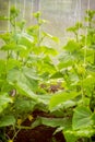 Cucumber plants in a greenhouse