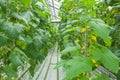 Cucumber Plants Growing Inside Greenhouse Royalty Free Stock Photo