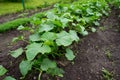 Cucumber plants