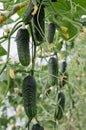 Cucumber Royalty Free Stock Photo