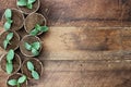 Cucumber Plants in Seedling Peat Pots