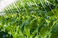 Cucumber plants Royalty Free Stock Photo