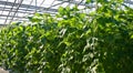 Cucumber plants