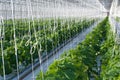 Cucumber plants Royalty Free Stock Photo