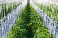 Cucumber plants Royalty Free Stock Photo