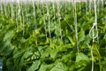 Cucumber plants Royalty Free Stock Photo