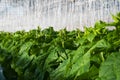 Cucumber plants Royalty Free Stock Photo