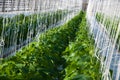 Cucumber plants Royalty Free Stock Photo