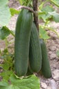 Cucumber produced in a greenhouse