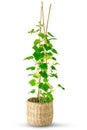 cucumber seedling with bamboo stands in wicker basket pot Royalty Free Stock Photo