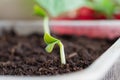 A cucumber seedling with green leaves appeared from the seed in the spring Royalty Free Stock Photo