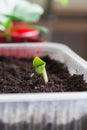 A cucumber seedling with green leaves appeared from the seed in the spring Royalty Free Stock Photo