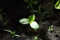 Cucumber seedling in the ground in spring. Royalty Free Stock Photo