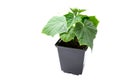 Cucumber seedling in a pot isolated on a white background Royalty Free Stock Photo