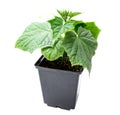 Cucumber seedling in a pot isolated on a white background Royalty Free Stock Photo