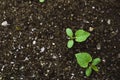 Cucumber seedling in spring Royalty Free Stock Photo