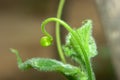 Cucumber seedlings