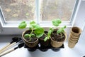 Cucumber seedlings in biodegradable pots on windowsill. A set of tools for loosening soil. Young sprouts of cucumber plant Royalty Free Stock Photo