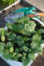 Cucumber seedlings in a cardboard eco-friendly container are ready for planting in a greenhouse. Spring work in the garden Royalty Free Stock Photo